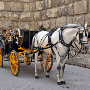 Paseo en Calesa por Sevilla