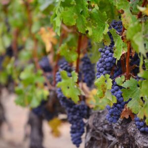 Visita de Bodegas y cata de vinos en La Rioja desde Bilbao